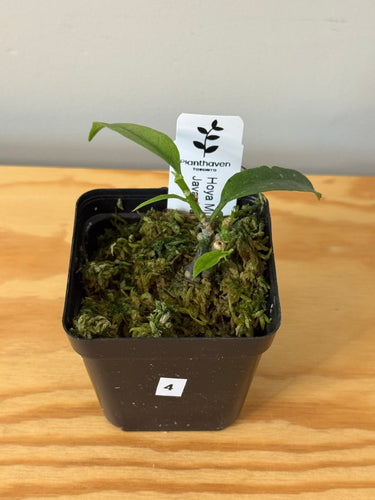 4. Hoya Multiflora Javanica Thai Splash