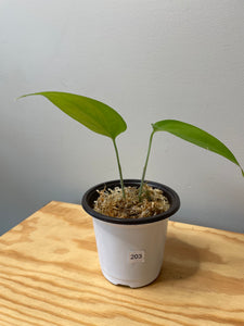 203. Monstera Esqueleto (juvenile)