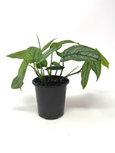 Load image into Gallery viewer, Monstera Siltepecana