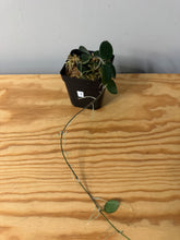 Load image into Gallery viewer, 7. Hoya Mathilde