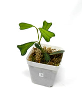 Load image into Gallery viewer, Hoya Manipurensis Variegated B