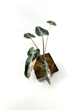 Load image into Gallery viewer, Alocasia Bambino Pink Variegated C