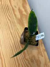 Load image into Gallery viewer, 20. Hoya Onychoides