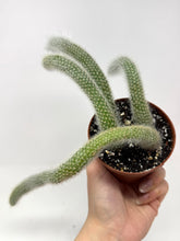 Load image into Gallery viewer, Cleistocactus Colademononis “Monkey Tail Cactus” Large Plant (Long hair variant) - Ships within Canada only