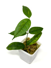 Load image into Gallery viewer, Hoya Campanulata