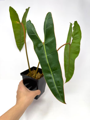Philodendron Billietiae