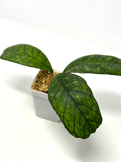 Hoya Surprise (Deykeae x Chicken Farm)