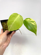 Load image into Gallery viewer, Monstera Deliciosa Aurea Variegated E