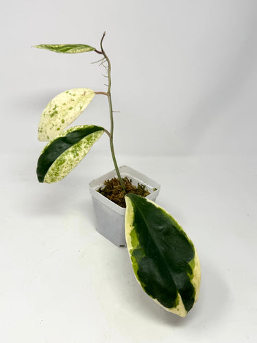 Hoya Incrassata Albo Variegated