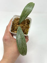 Load image into Gallery viewer, Hoya Pubicalyx Pink Silver Ghost D