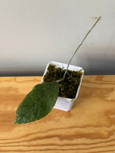 Load image into Gallery viewer, 28. Hoya Mitrata Silver