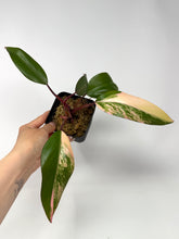 Load image into Gallery viewer, Philodendron Strawberry Shake