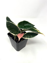 Load image into Gallery viewer, Hoya Carnosa &#39;Krimson Queen&#39;