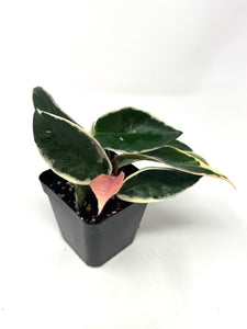 Hoya Carnosa 'Krimson Queen'