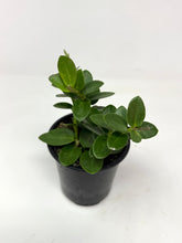 Load image into Gallery viewer, Hoya Densifolia
