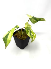 Load image into Gallery viewer, Philodendron Gloriosum Variegated A