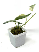 Load image into Gallery viewer, Scindapsus Mayari Variegated B