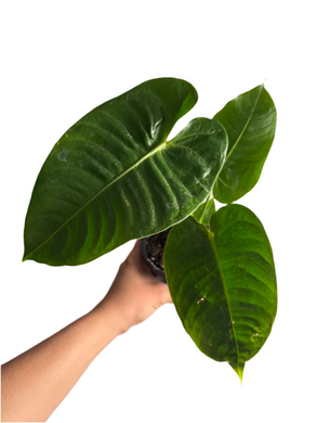 Anthurium Veitchii
