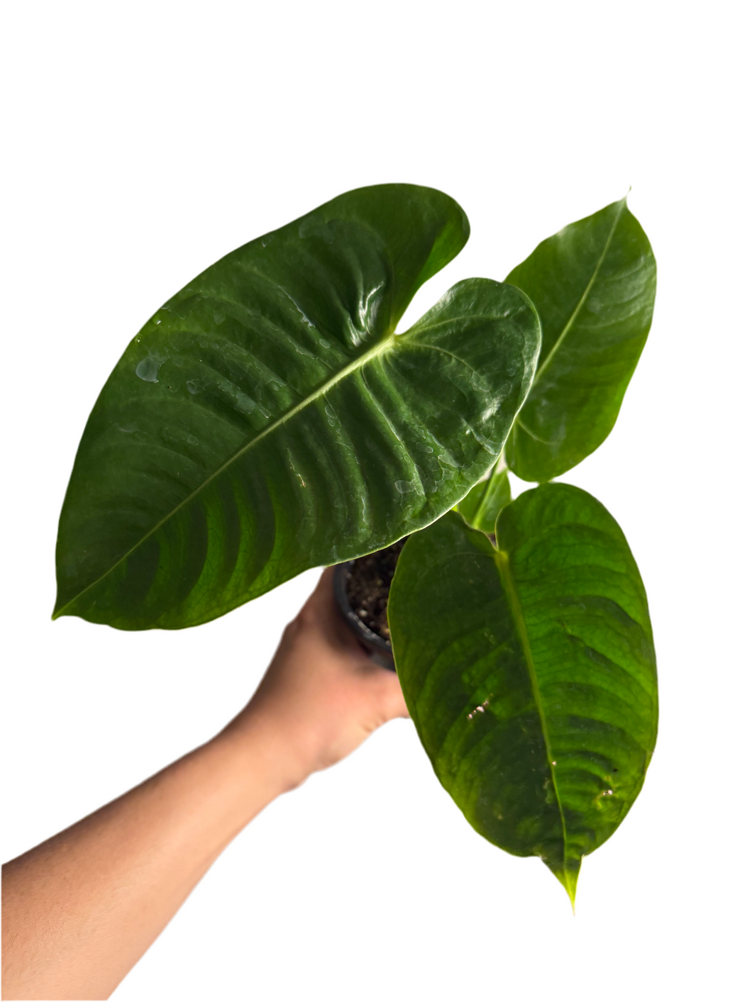 Anthurium Veitchii