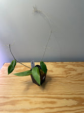 Load image into Gallery viewer, 75. Hoya UT-038 ‘Flores Island’
