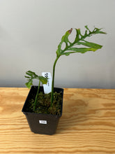 Load image into Gallery viewer, 109. Monstera Obliqua