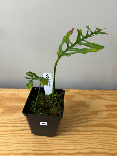 109. Monstera Obliqua