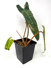 Load image into Gallery viewer, Philodendron Billietiae Variegated D