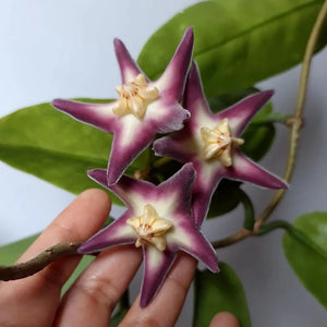 Hoya Stenaokei