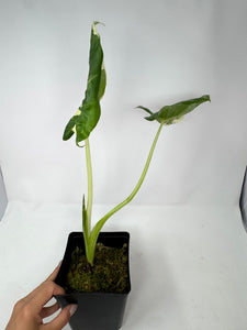 Alocasia Maccrorhiza Variegated B