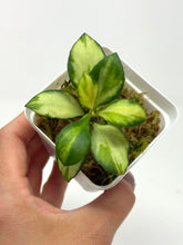 Load image into Gallery viewer, Hoya Heuschkeliana Inner Variegated