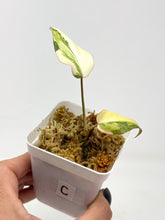 Load image into Gallery viewer, Philodendron Gloriosum Variegated C