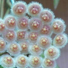 Load image into Gallery viewer, Hoya Parviflora Splash