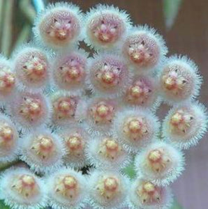 Hoya Parviflora Splash