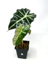 Load image into Gallery viewer, Alocasia Amazonica Variegated A