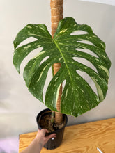 Load image into Gallery viewer, 185. Monstera Thai Constellation