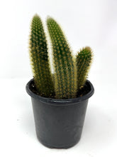 Load image into Gallery viewer, Cleistocactus Winteri “Golden Rat Tail” - Ships within Canada only small size