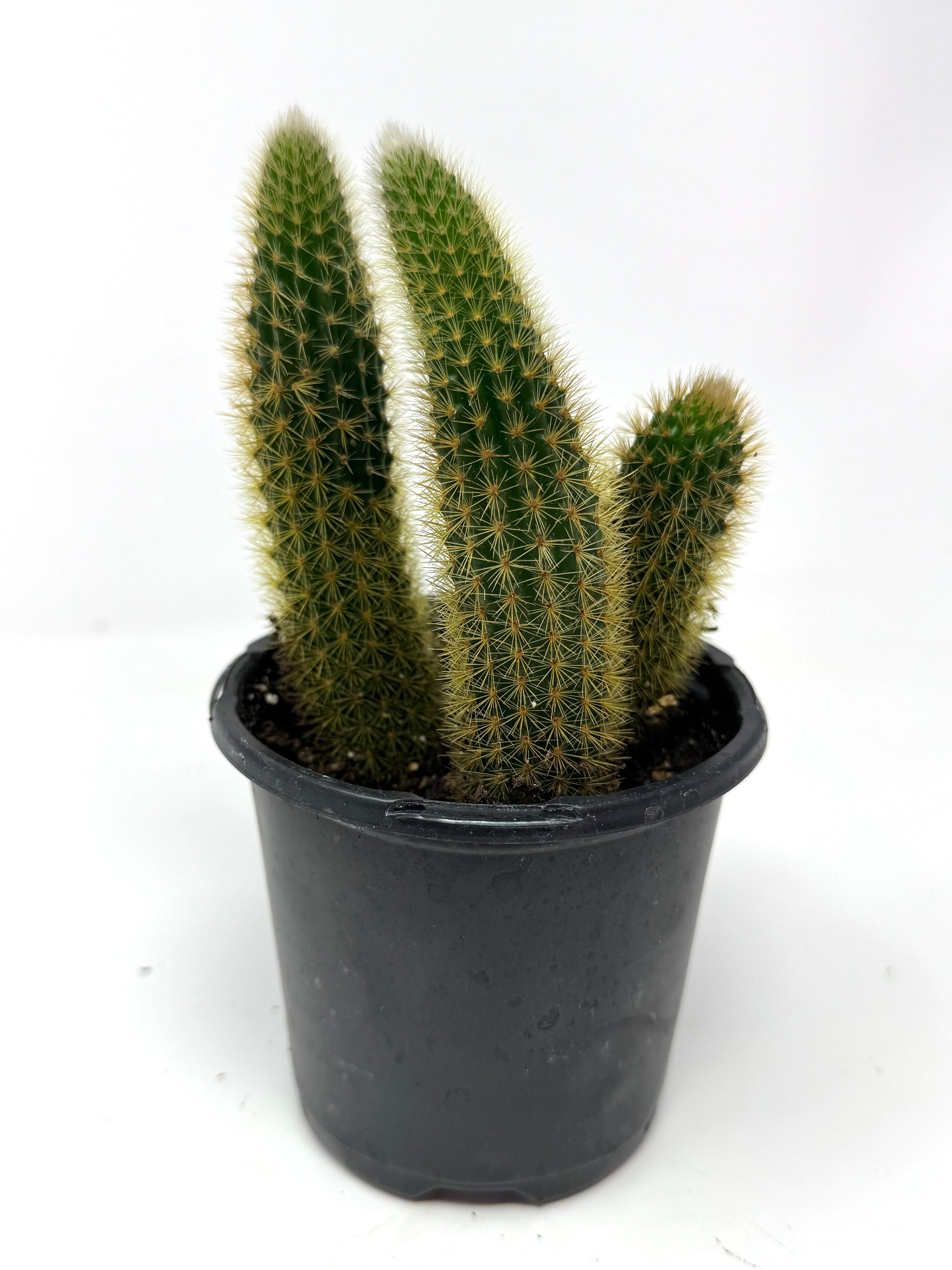 Cacti and Succulents – Tagged 