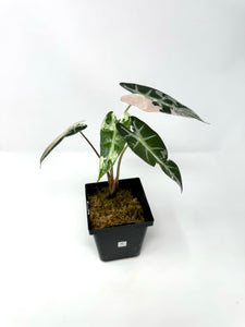 Alocasia Bambino Pink Variegated E