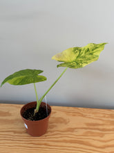 Load image into Gallery viewer, 265. Alocasia Odora Yellow Variegated