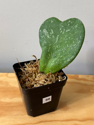 66. Hoya Kerrii Splash
