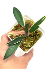 Load image into Gallery viewer, Hoya Kentiana Lori Lyn Albo Variegated