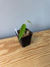 Load image into Gallery viewer, 213. Hoya Burmanica