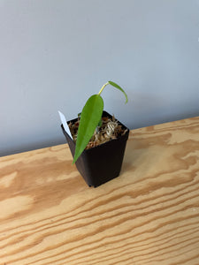 213. Hoya Burmanica