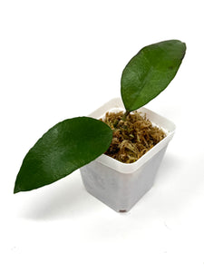 Hoya Kloppenburgii