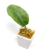 Load image into Gallery viewer, Hoya Glabra Silver F