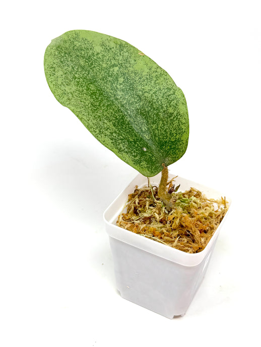 Hoya Glabra Silver F