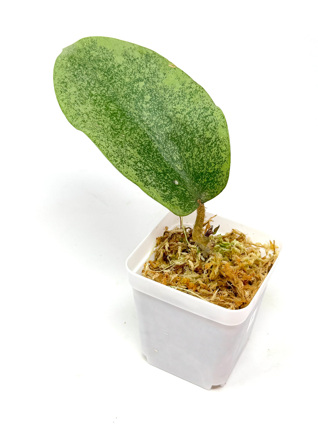 Hoya Glabra Silver F