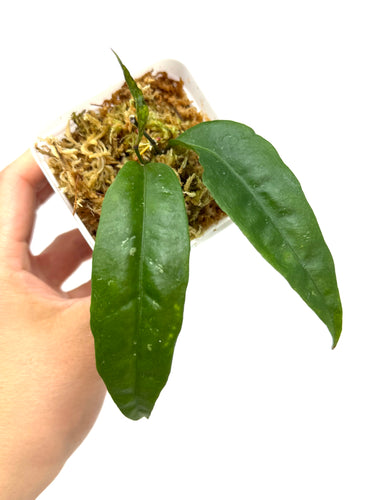 Hoya Amicabilis