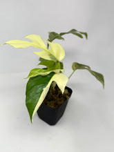 Load image into Gallery viewer, Rhaphidophora Tetrasperma Variegated