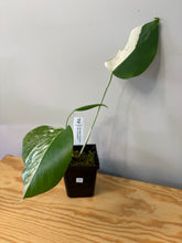 Load image into Gallery viewer, 151. Monstera Deliciosa Albo Variegated